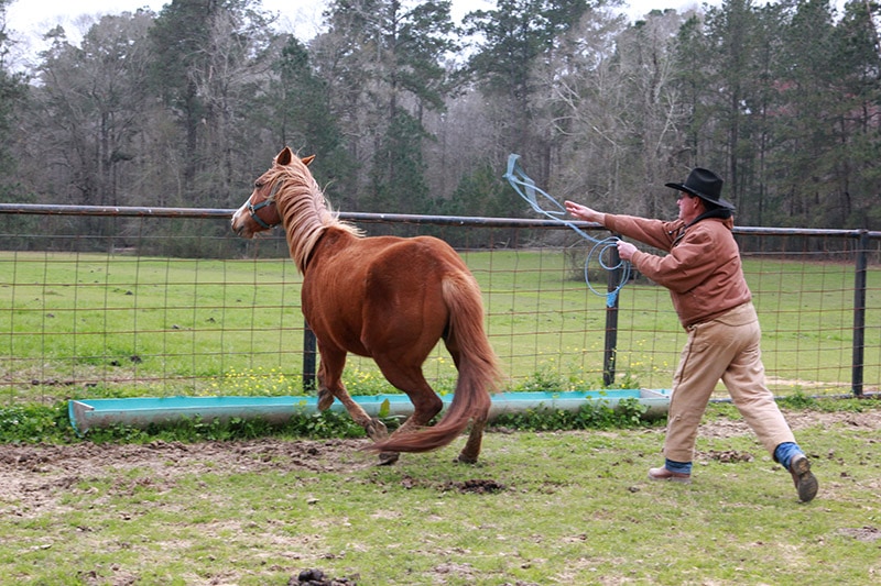 man throwing rope around horse