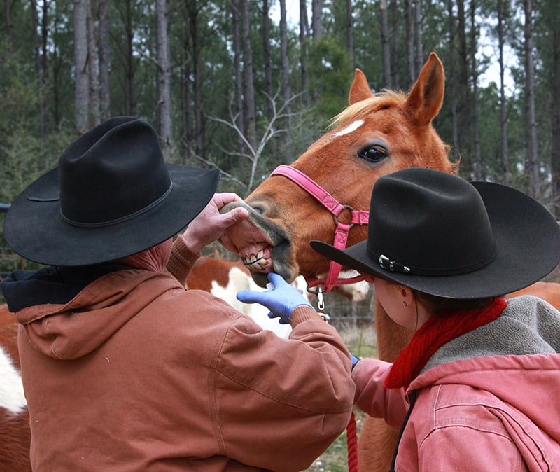 man and woman looking at horses teeth